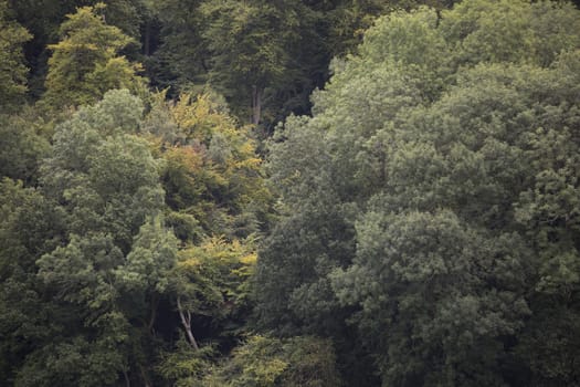 Distant trees - texture, background