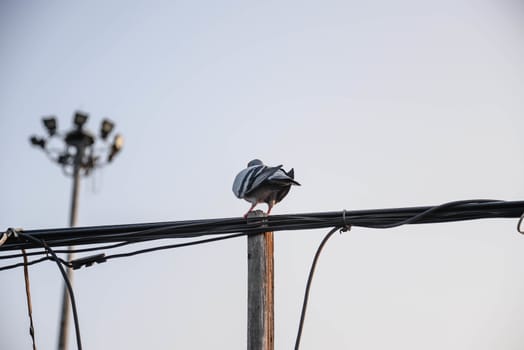 Pigeons on the phone line