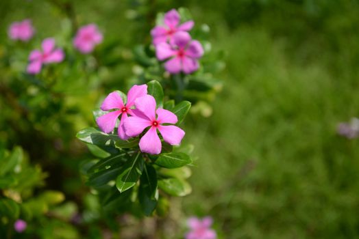 Pink rosy periwinkle flower