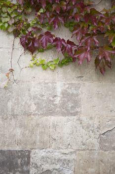 Ivy growing down an old stone wall
