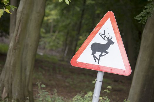 Beware of deer