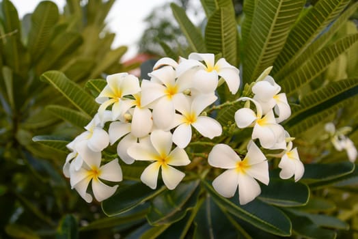 White Plumeria Bouquet