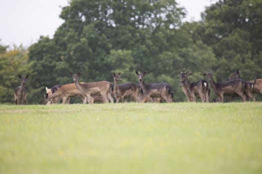 Group of deer in a large field