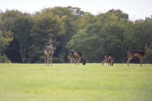 Small group of Deer