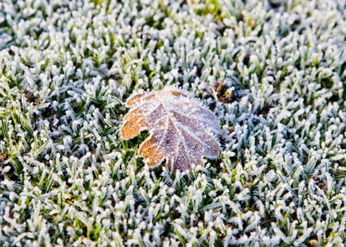 Frosty leaf