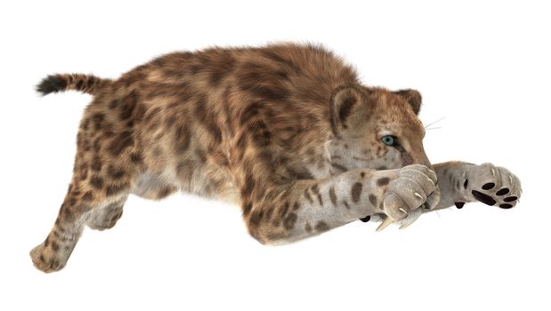 3D digital render of a big cat sabertooth isolated on white background