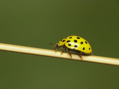 Beautiful yellow ladybird,close-up