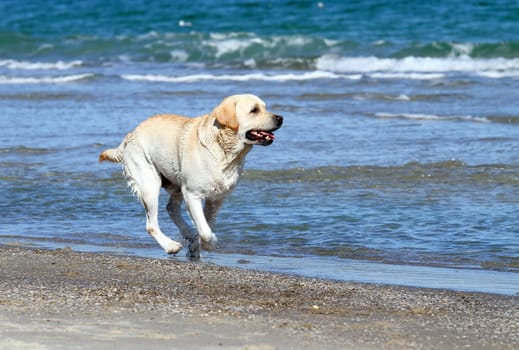 a nice yellow labrador running in the sea