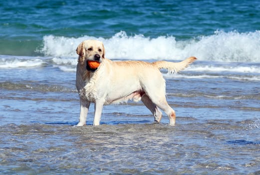 yellow labrador swimming in the sea with an orange ball