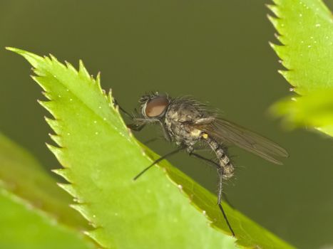 A fly sitting on a green leaf