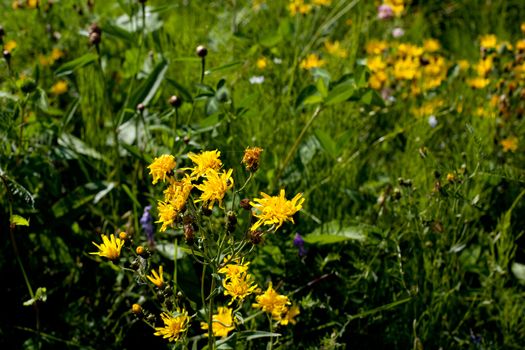 Many yellow wildflowers in green field in sunny day
