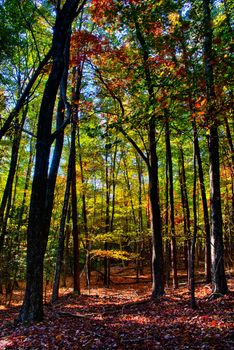 stone mountain north carolina scenery during autumn season