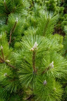 pine cone andgreen  tree branches