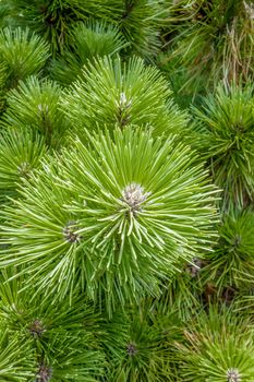 pine cone andgreen  tree branches