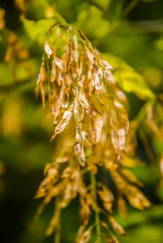 sycamore tree seeds hanging on tree branch