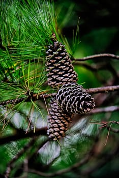 pine cone andgreen  tree branches