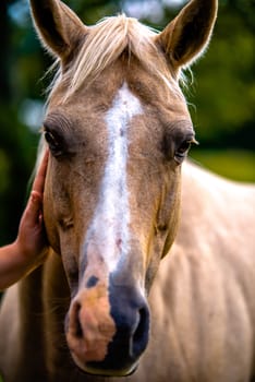 horse animal posing on a farmland at sunset