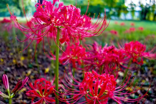 Red spider lily lycoris radiata cluster amaryllis higanbana