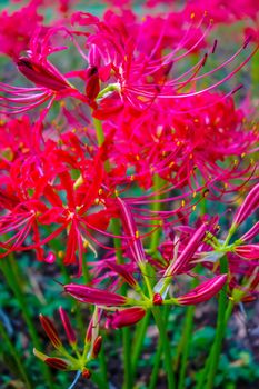 Red spider lily lycoris radiata cluster amaryllis higanbana