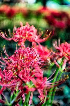 Red spider lily lycoris radiata cluster amaryllis higanbana