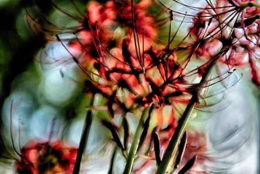 Red spider lily lycoris radiata cluster amaryllis higanbana