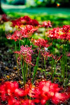 Red spider lily lycoris radiata cluster amaryllis higanbana