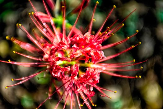 Red spider lily lycoris radiata cluster amaryllis higanbana