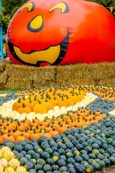 pumpkin and harvest decorations for the holidays