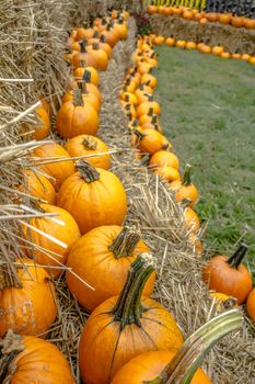 pumpkin and harvest decorations for the holidays