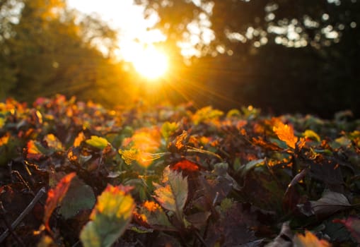 Sunlight on leafs.