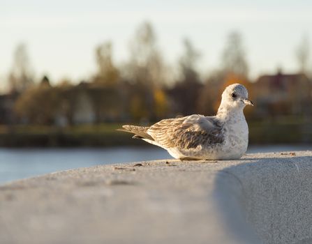 Young Seagull Resting on stone structure.