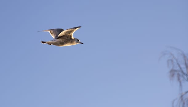 Young Seagull Flying with clear blue sky behind it.