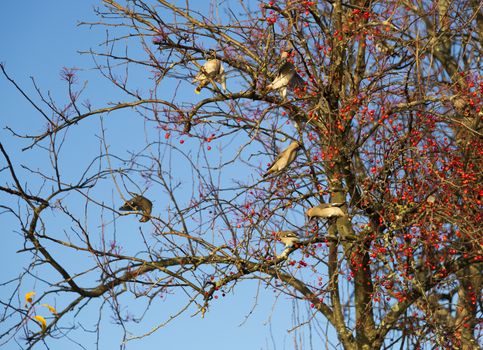 Waxwings Eating Berries from Tree.