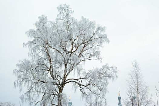 White winter tree and church in Uglich
