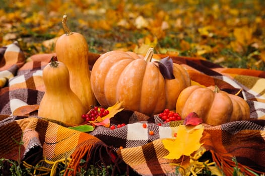 Typical autumn thanksgiving still life with checkered plaid, pumpkins, red berries and yellow leaves