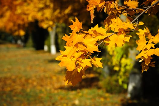Tree branch with yellow autumn leaves in the park, selective focus