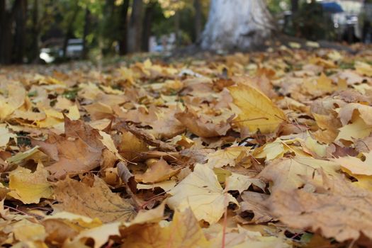 Yellow fall maple leaves.