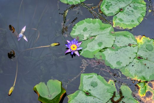 Waterlily in garden pond