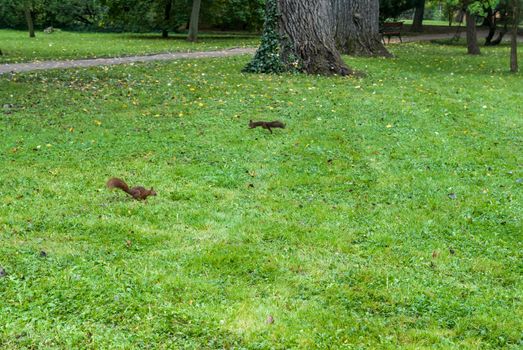 Two squirrels on the grass with autumn leaves