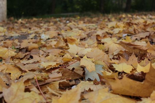 Yellow fall maple leaves.