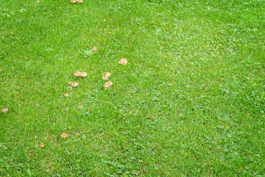 Mushrooms in the green meadow