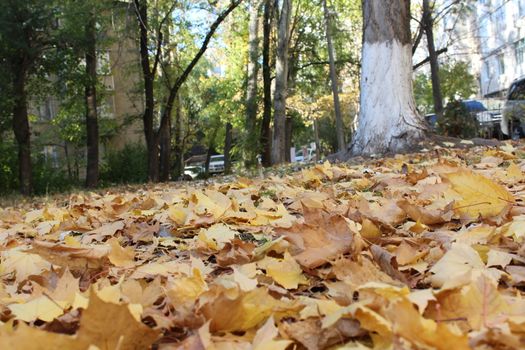 Yellow fall maple leaves.