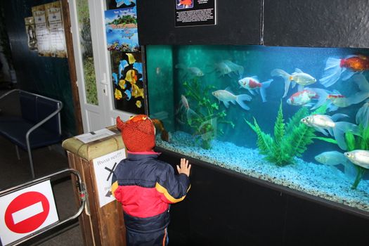 The colorful fishes swim carefree in the aquarium.