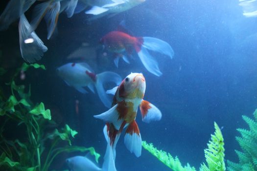 The colorful fishes swim carefree in the aquarium.