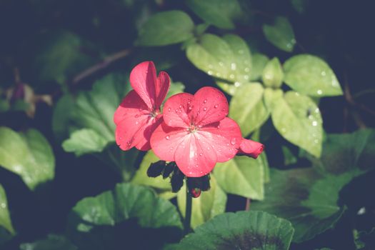 Peony petals with dew drops, delicate floral background with copy space