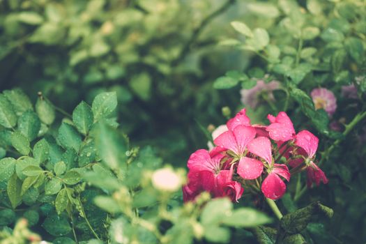 Peony petals with dew drops, delicate floral background with copy space