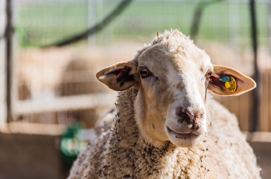 portrait of a sheep to pasture in the village