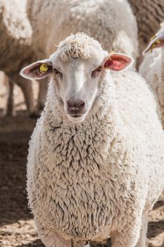 portrait of a sheep to pasture in the countryside
