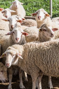 herd of white rams in the countryside