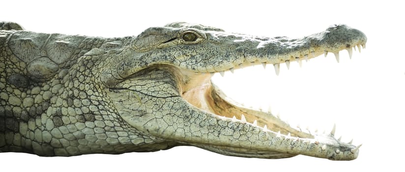 crocodile with open mouth on an isolated white background